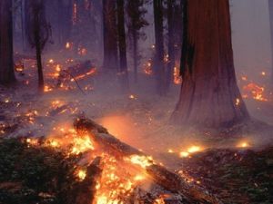 Derbent ilçesinde orman yangını