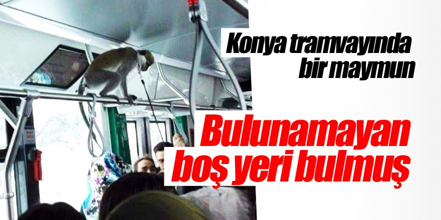 Tramvayda görülen maymun şaşırttı