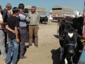 Besiciler hayvanlarını satma derdinde