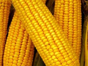 Mısır alım fiyatı açıklandı