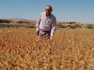 Firmaların yeni gözdesi ''Aspir''