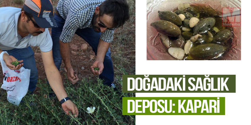 Doğadaki sağlık deposu Kapari