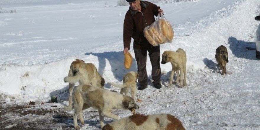 Sahipsiz köpekleri ekmekle besliyor