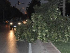 Yola devrilen ağaç zor anlar yaşattı