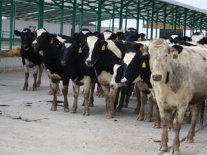 Besiciler besi yapmak istemiyor
