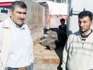 Koyun sürüsüne saldıran domuz öldürüldü