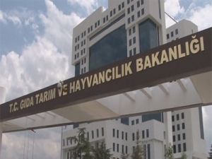 Buğdaya bereket geldi