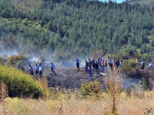 Akşehir'de orman yangını