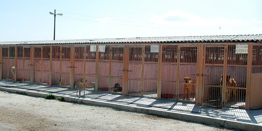 Büyükşehir’den sahipsiz hayvanlar için merhamet yuvası