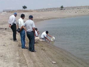 112 bin pullu sazan yavrusu bırakıldı