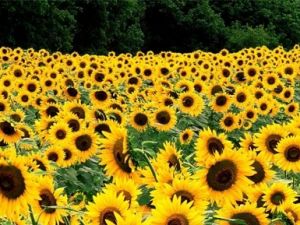 Konya Şeker, yağlık ayçiçeği alımına başladı