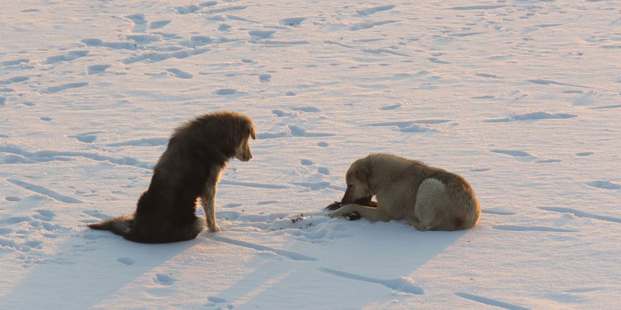 Buz tutan gölde aç kalan köpekler su kuşu avında