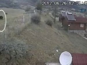 Artvin'de ayı tesis bastı