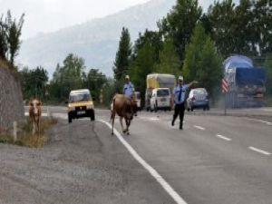 Karayolunda inek kovalamacası