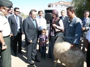 Aksaray'da çiftçilere bin koyun 50 koç dağıtıldı