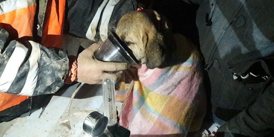 Kuyuya düşen köpek 11 gün sonra kurtarıldı