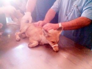 Yaralı tilkinin yardımına Sarayönü kaymakamı yetişti