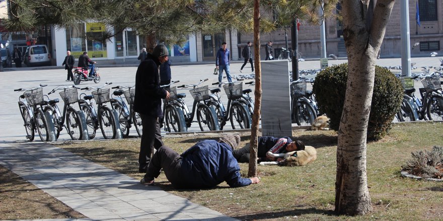 Kafasını köpeğin karnına koydu, güneşlendi