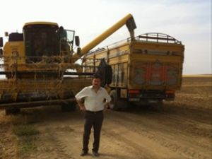 Soya fasulyesi hasadı yapılıyor