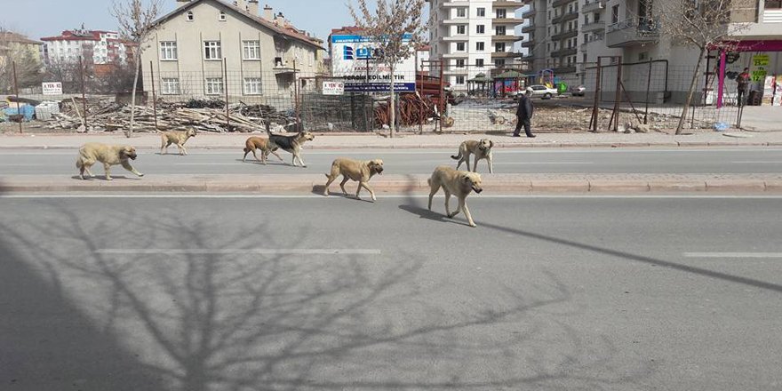 Başıboş köpekler  vatandaşı korkutuyor