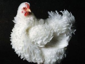 Müthiş buluş!