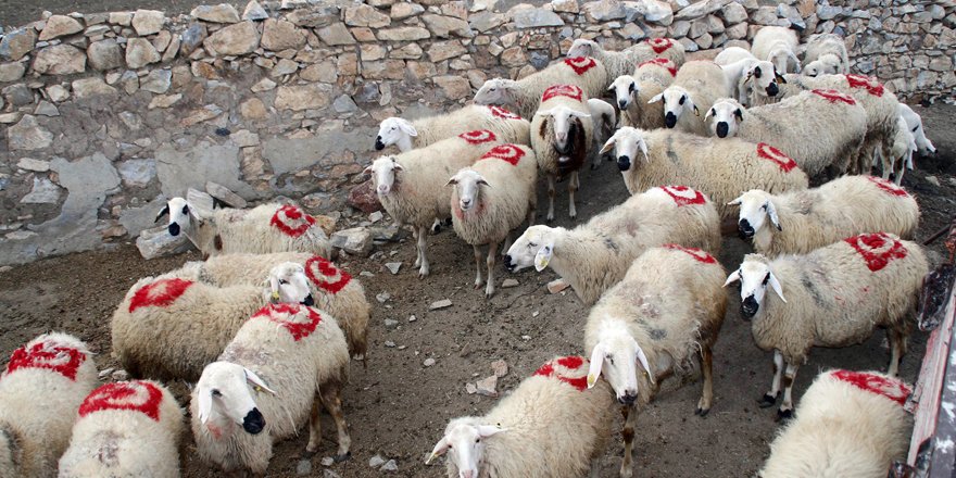 Koyunlarının sırtına Türk bayrağı çizdi