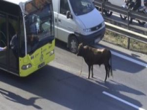 Kurbanlık boğa E-5'i birbirine kattı