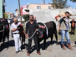 2 boğa alana 1 boğa 2 koç hediye