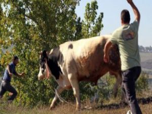 Tatbikatın ardından kaçan boğa güçlükle yakalandı