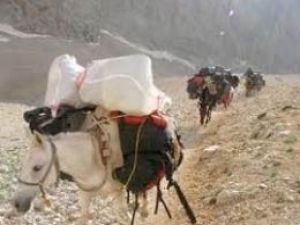 Suriye'den Türkiye'ye katır sırtında servet!