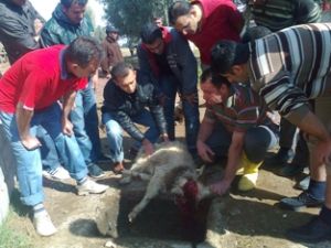 Kasaplık kursu açıldı