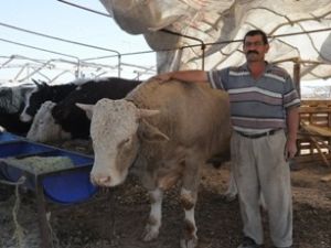 Umutları pazar gününe