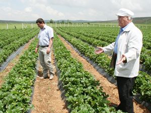Karaali Beldesi’nde çilek atağı