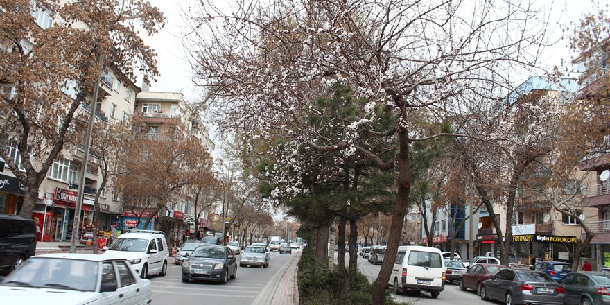 Bahar etkisini gösteriyor, çiçekler açıyor