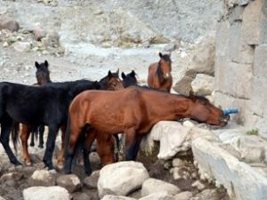 Karadağ'daki Yılkı atlarının su çilesi