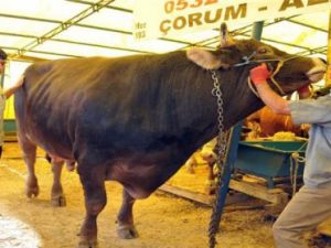 Türkiye'nin en büyük kurbanlık danası