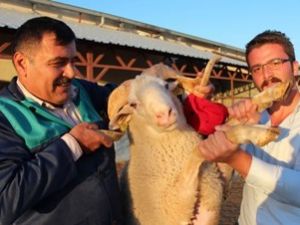 Beyşehir'de kurbanlıklar görücüye çıktı