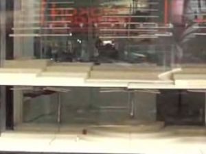 2 dakikada 9 kilo altın çaldılar