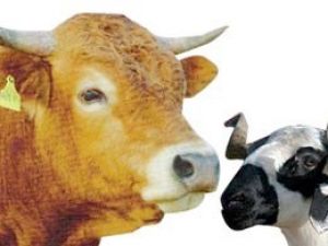 İşte vekaleten kurban ücretleri!