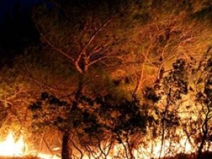 Didim'de 30 hektarlık ormak kül oldu