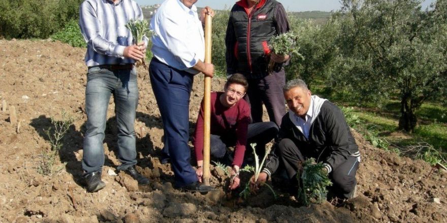 Osmanlı saray mutfağının baş tacı Mudanya enginarı