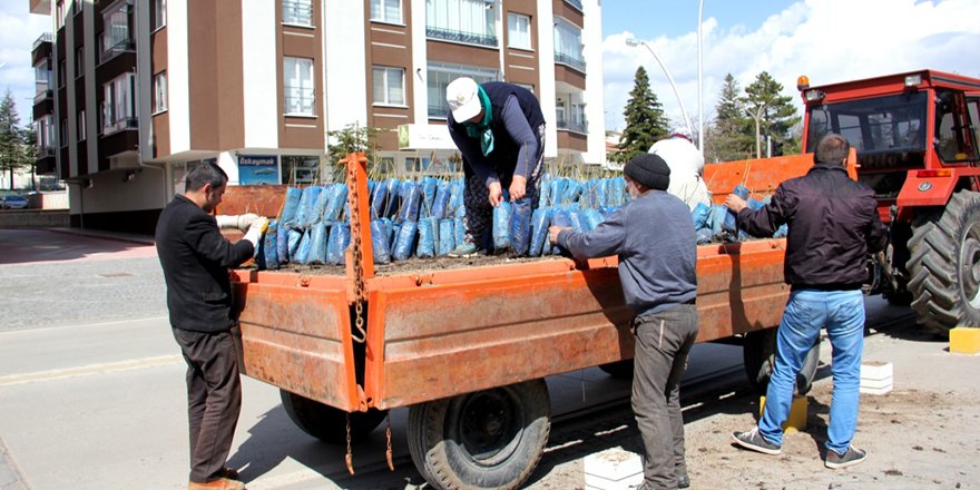Seydişehir'de 5 bin ceviz fidan dağıtıldı