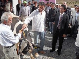 Halkapınar'da 34 aileye 118 gebe düve dağıtıldı