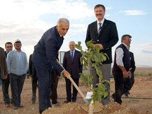 MÜSİAD ceviz fidanı dikti