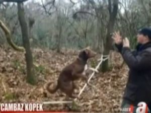 Bu da ip cambazı köpek