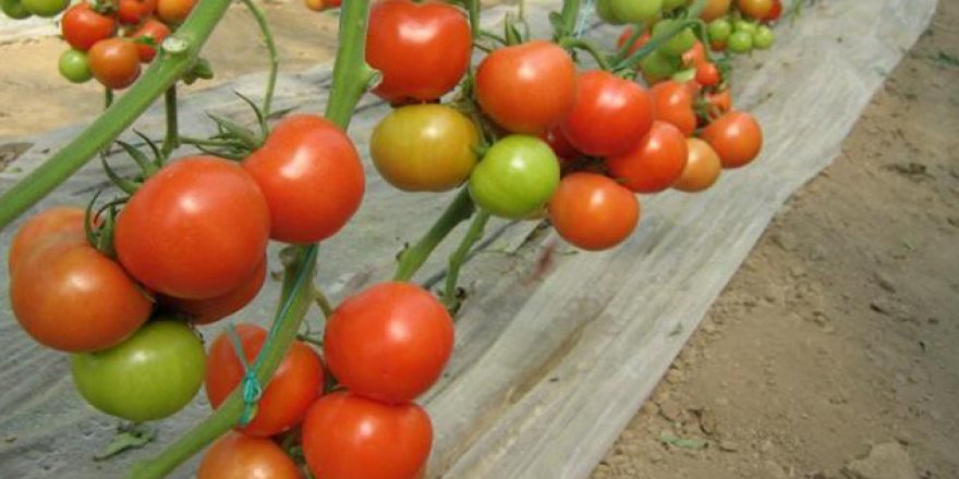 İsrail bir avuç tohuma karşılık binlerce ton domates alıyor!