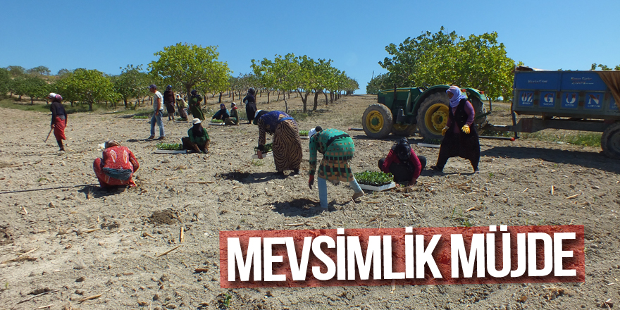 Mevsimlik işçiler gülecek