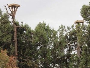 Leyleklere yeni yaşam alanları