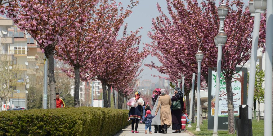 Konya’da sakuralar şehre renk katıyor