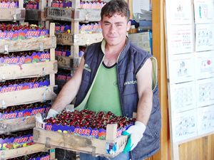 Akşehir'de kiraz sezonu başladı